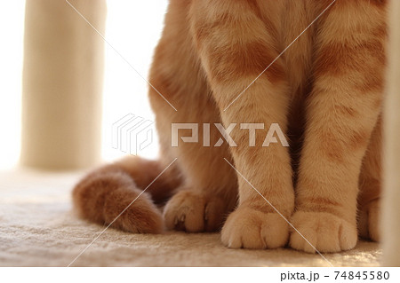 手をそろえて座る猫の前足アメリカンショートヘアレッドタビーの写真素材