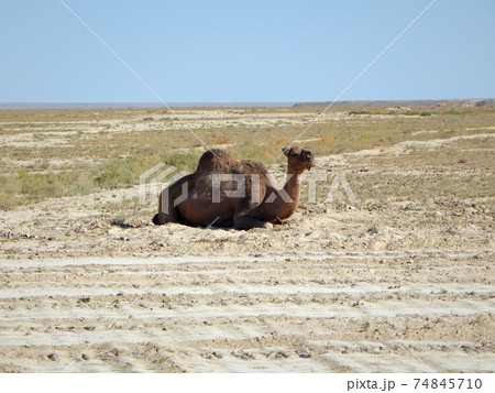 Dromedary Camel lies. 74845710