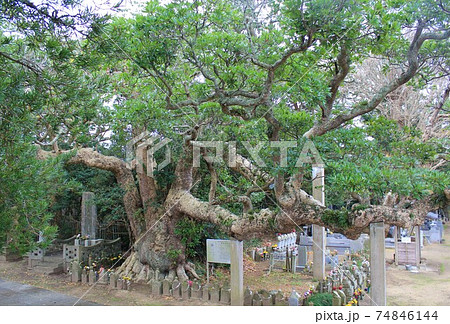 ご神木「波崎の大タブ」in 神善寺(茨城県神栖市) ご神木「波崎の大タブ」in 神善寺(茨城県神栖市) 74846144