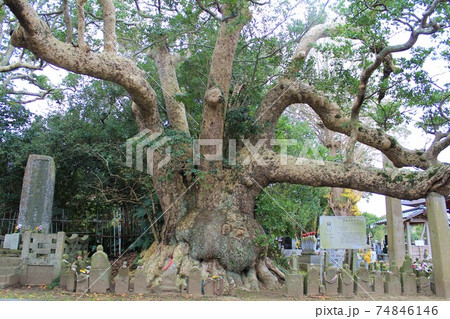 ご神木「波崎の大タブ」in 神善寺(茨城県神栖市) ご神木「波崎の大タブ」in 神善寺(茨城県神栖市) 74846146