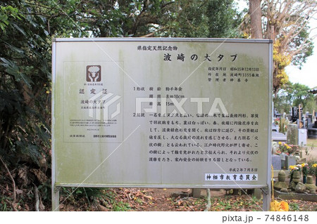 案内板:ご神木「波崎の大タブ」in 神善寺(茨城県神栖市) 案内板:ご神木「波崎の大タブ」in 神善寺(茨城県神栖市) 74846148