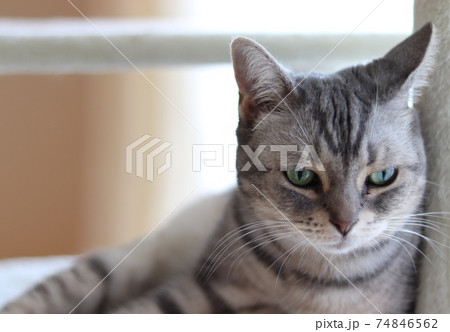 色っぽい雰囲気の猫アメリカンショートヘアブルータビーの写真素材
