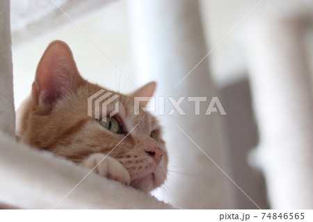 キャットタワーから周りを見守る猫アメリカンショートヘアレッドタビー 74846565