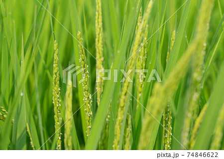 稲の花 稲穂 8月 の写真素材