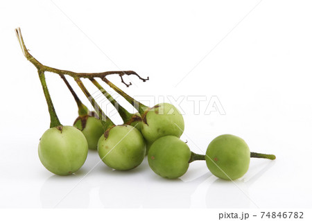 Solanum torvum ,Turkey berry on white Solanum torvum ,Turkey berry on white 74846782