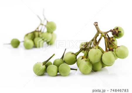 Solanum torvum ,Turkey berry on white Solanum torvum ,Turkey berry on white 74846783