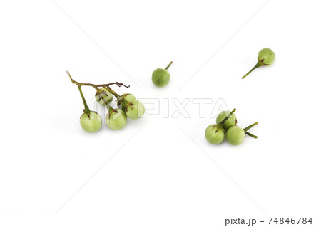 Solanum torvum ,Turkey berry on white 74846784