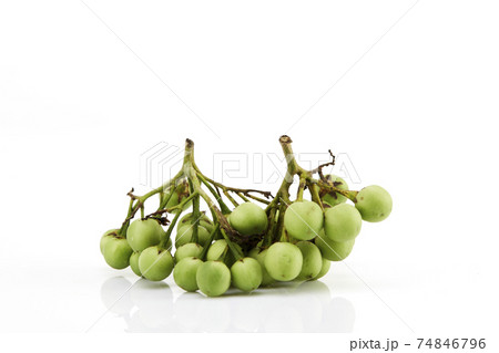 Solanum torvum ,Turkey berry on white 74846796