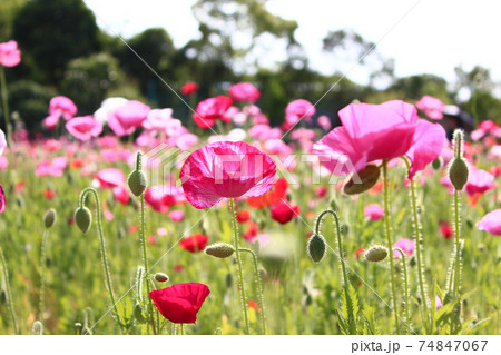 一面のピンクのポピーの写真素材