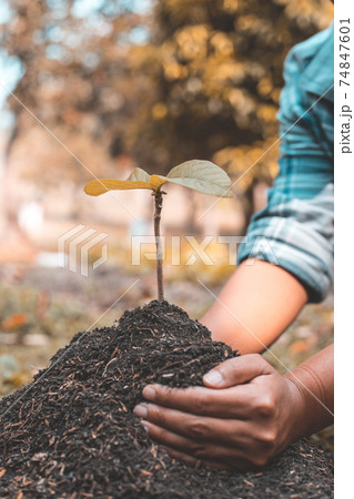 Young man transplanted small seedlings into mineral rich potting soil and prepared to water the plants, Plants help increase oxygen in the air and soil, Loving the Earth and Conserving the Environment 74847601