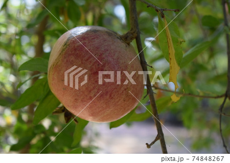 Pomegranate fruit on tree branch in the garden. Colorful image with place for text, close up. 74848267