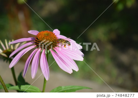 Detailed Closeup of Beautiful Pink or Purple Coneflowers. With Bee Gathering Pollen and Drinking Nectar. 74848277
