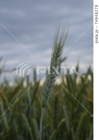 Fresh young wheat ear in the evening light close-up macro in nature 74848278