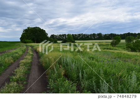Road in the field against the sunset background 74848279