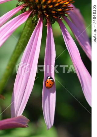 Red ladybug on Echinacea flower, ladybird creeps on stem of plant in spring in garden in summer. Pink Echinacea flower in the garden. Red ladybug on Echinacea flower, ladybird creeps on stem of plant in spring in garden in summer. Pink Echinacea flower in the garden. 74848305