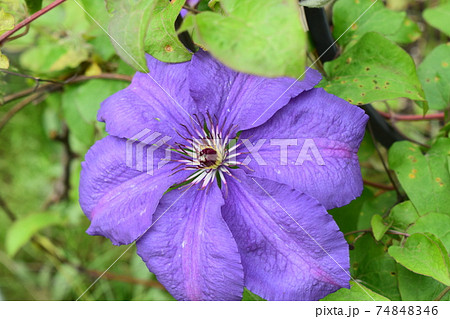 A purple clematis flower, clematis viticella blooms A purple clematis flower, clematis viticella blooms 74848346