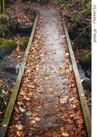 紅葉の森、小川にかかる、落ち葉の降り積もった木造の橋。A bridge over the river 74848732