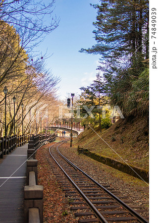 台湾 桜 さくら 74849039