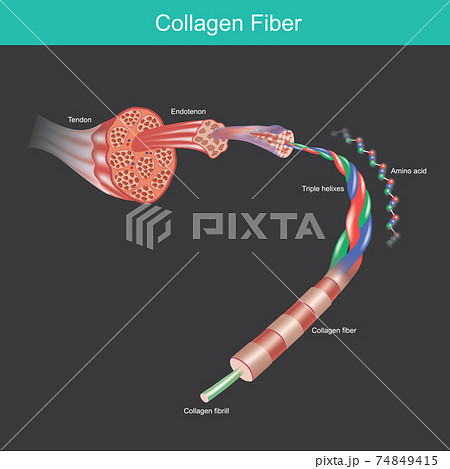 collagen fibre. illustration for commercial about the collagen molecule and amino acid  that affect tissues and muscles of human.. 74849415