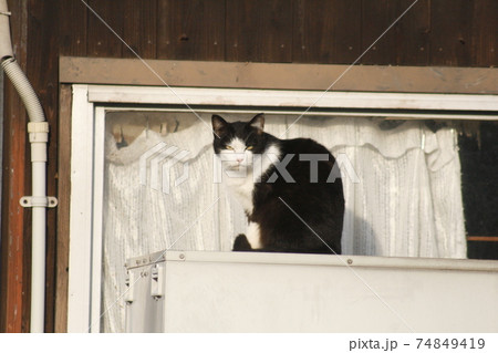 棚座る白と黒の猫（野良猫） 74849419