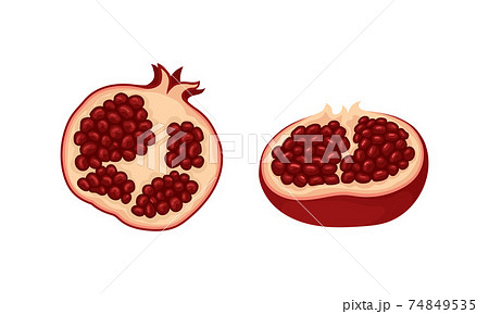 Ripe Pomegranate Fruit with Red-purple Husk and Edible Seeds Inside Vector Set Ripe Pomegranate Fruit with Red-purple Husk and Edible Seeds Inside Vector Set 74849535