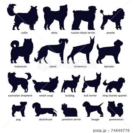 Dog silhouettes. Various breed. Doberman, malamute and labrador, poodle and corgi, bulldog and pug. Isolated vector set 74849776