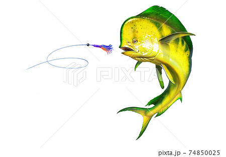 Yellow dolphin fish attacks bait sea swim squids skirt on white background isolate. 74850025