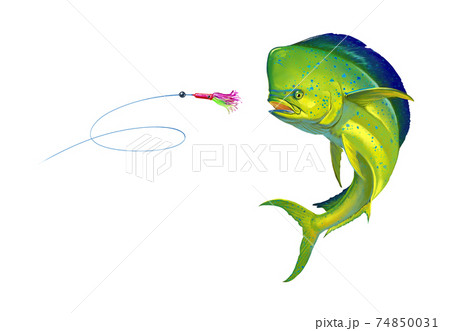 Dolphin fish on white Bait Sea Octopus Skirt. Dolphin fish on white Bait Sea Octopus Skirt. 74850031