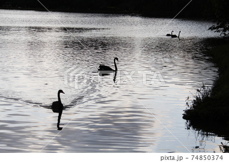 サンパウロの公園に棲息する黒鳥　ブラジル 74850374