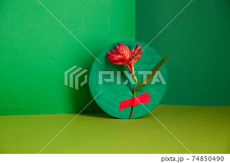 Composition of fresh Alstroemeria flower in green studio 74850490