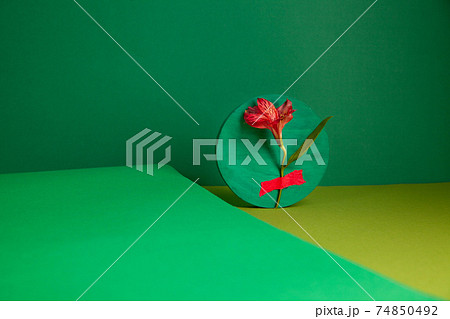 Composition of fresh Alstroemeria flower in green studio Composition of fresh Alstroemeria flower in green studio 74850492