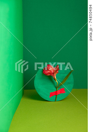 Composition of fresh Alstroemeria flower in green studio Composition of fresh Alstroemeria flower in green studio 74850494