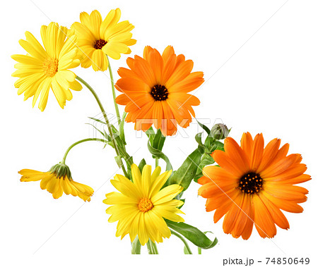 Calendula flowers close up isolated Calendula flowers close up isolated 74850649