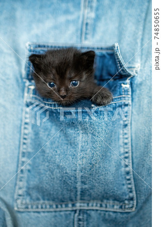 Small kitten in Jeans pocket 74850655