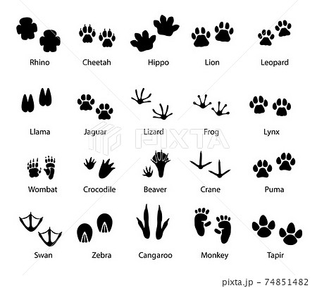 Animals and birds feet tracks, vector trails set 74851482