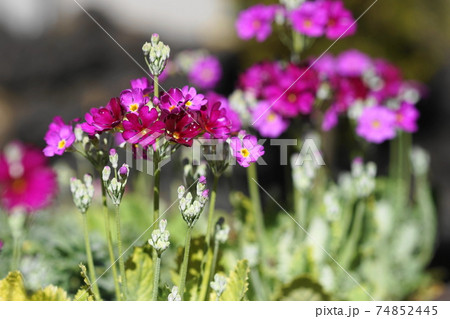 2月　多摩225プリムラ･マラコイデス･サクラソウ科・多摩市立グリーンライブセンター 74852445