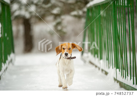 Dog breed Beagle in winter play in the snow outdoors Dog breed Beagle in winter play in the snow outdoors 74852737