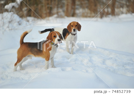 Dogs of the Beagle breed play in the snow in the winter outdoors 74852739