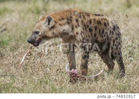 Hyena eating, Africa 74852917