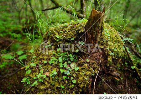 苔のむす森 苔のむす森 74853041