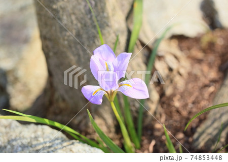 カンザキアヤメの花 74853448