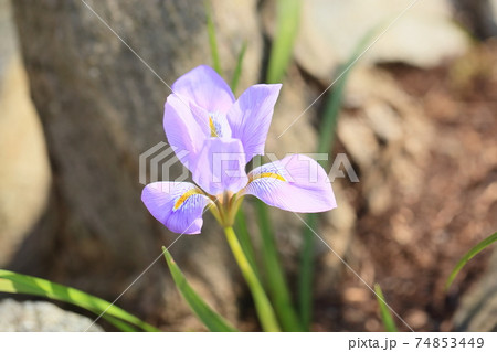 カンザキアヤメの花 74853449