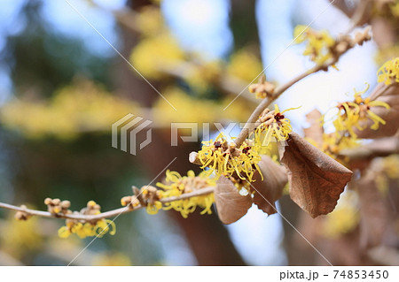 マンサクの花 マンサクの花 74853450