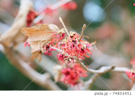 マンサクの花 74853451