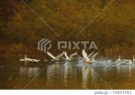 大池の白鳥 大池の白鳥 74853761