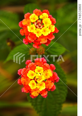 南太平洋のイースター島　島に咲く花　ランタナ 74853860
