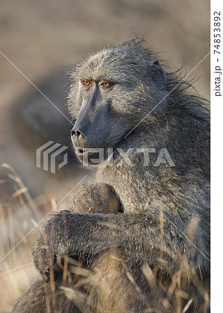 Baboon , Africa 74853892