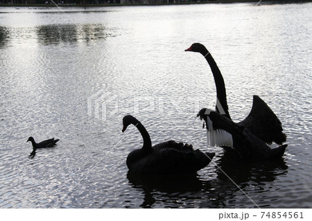 サンパウロの公園に棲息する黒鳥　ブラジル 74854561