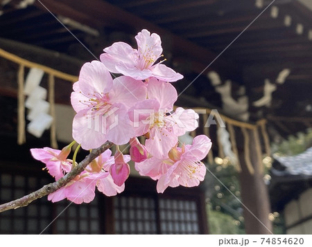 櫻と神社　さくら　サクラ　桜 74854620