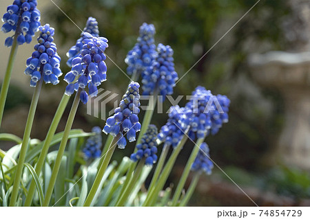 ぼかした庭にムスカリの花の写真素材